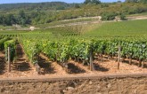 Ballade gourmande � Ladoix Serrigny