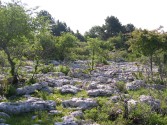 Paysage des Hautes Ctes de Nuits en hivers